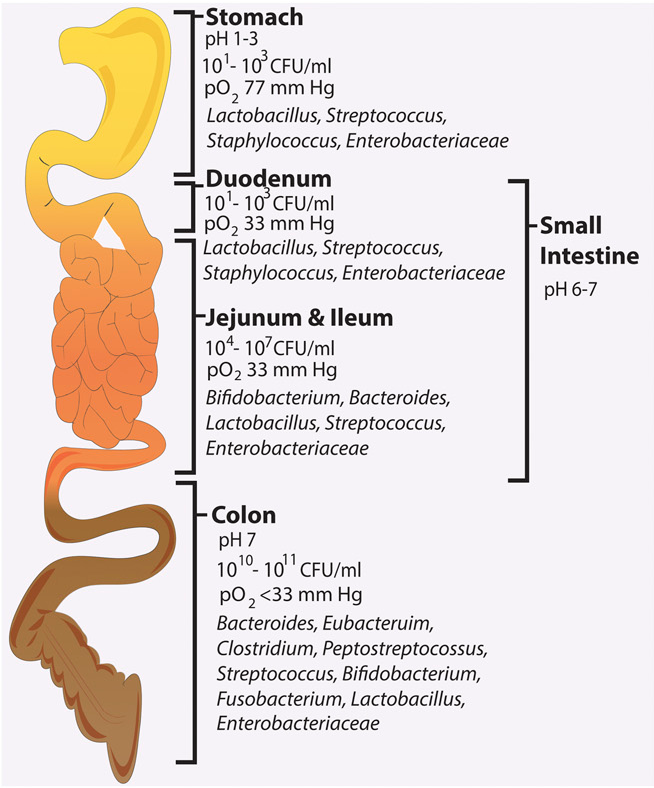 Concentration of bacteria, oxygenation, and acidity across the digestive tract